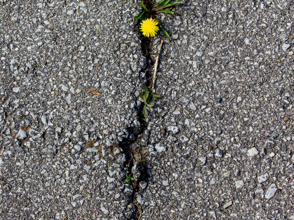 Open crack in asphalt pavement that needs cleaning before sealing
